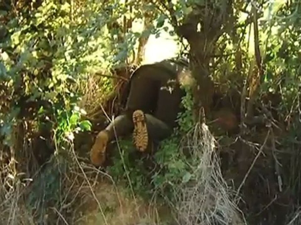 Großbritannien: den Dachs im Visier | Europa Aktuell