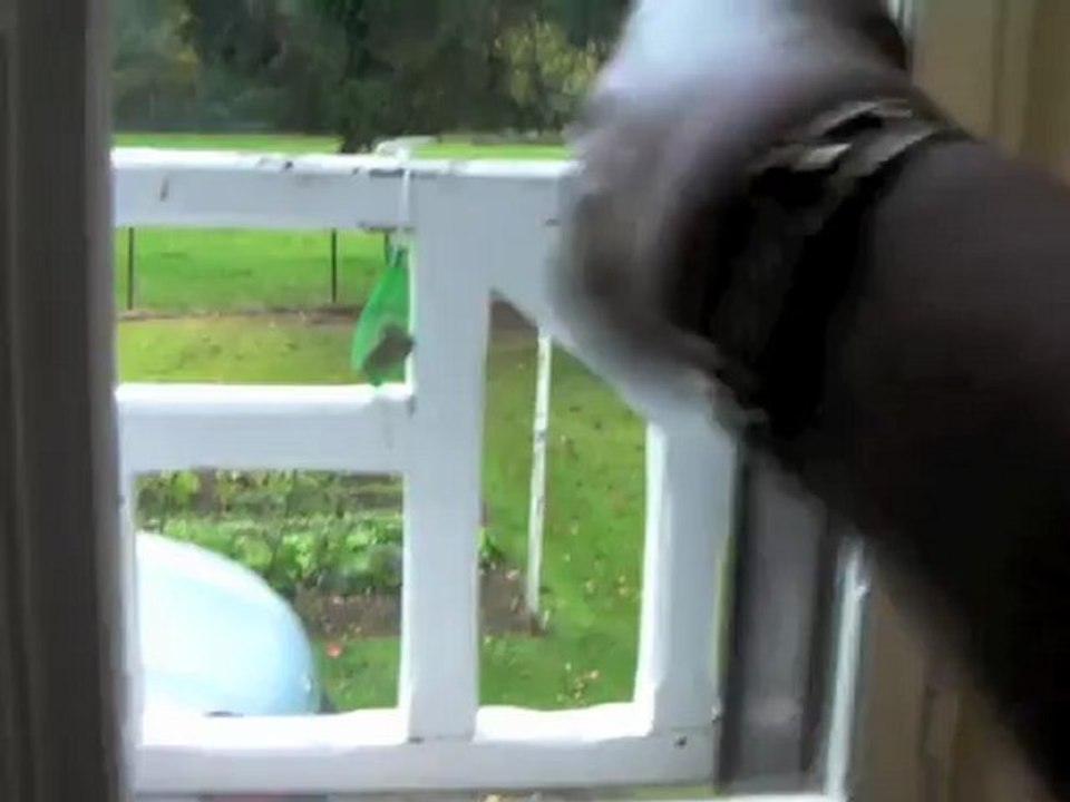 invasion de coccinelles