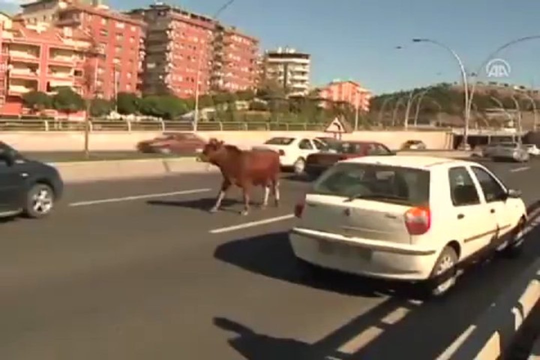 Dana,protokol yolunda