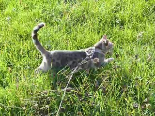 WowBengals BLUE PEARL of Magic Bengal (1year)