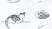 Dessins chat domestique plusieurs croquis animaliers dessinés au crayon