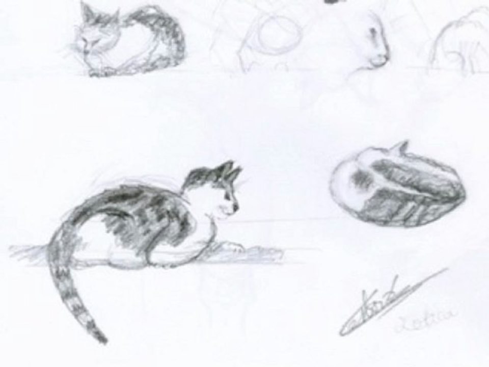 Dessins chat domestique plusieurs croquis animaliers dessinés au crayon