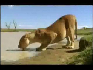 Цар лъв с истински животни част 7