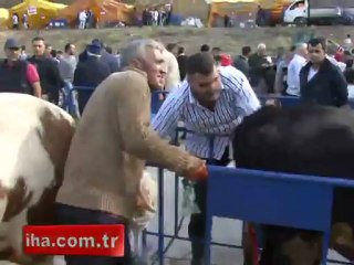 Boğa kameramana çarptı