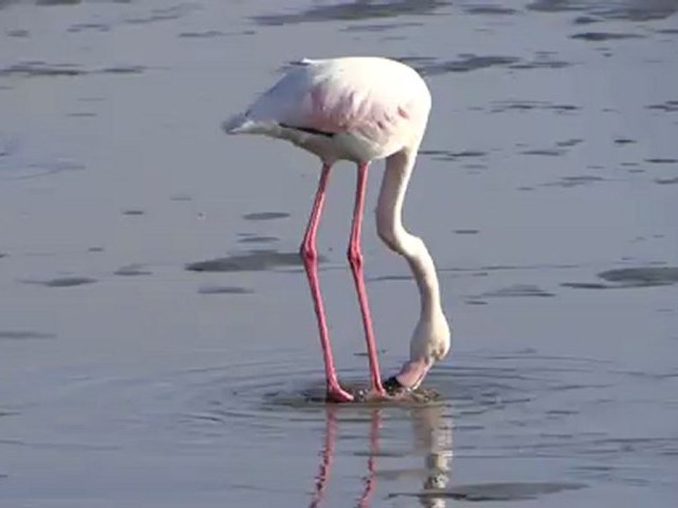 Flamingo
