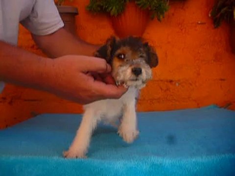 Cachorros Fox Terrier pelo de alambre o duro / Perros en Venta Tel.: 01(55)84885050