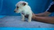 Perros Scottish Terrier / Cachorros trigo, ferrioni dog /  Venta Tel.: 01(55)84885050
