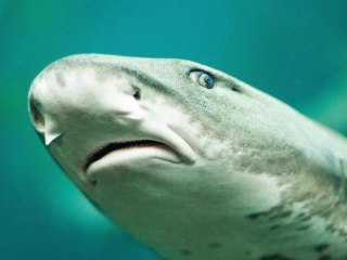 Shark Falls from Sky onto California Golf Course