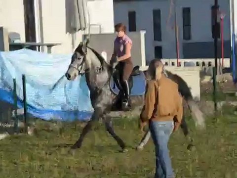Joc 2eme cours avec Capucine travail du galop !