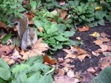 Ecureuils à St James Park