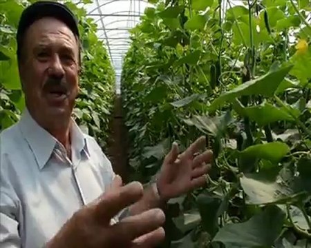 SALATALIK SERASINDA TURKUVAZ YARASA GÜBRESİ KALİTE VERİM SAĞLIK...