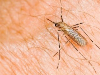 3 Most Common Summer Pests