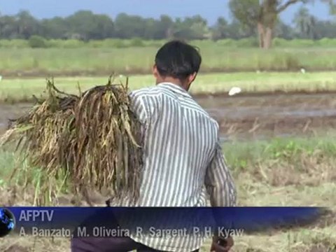 Arroz tailandês ameaçado