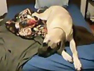 Dog Doesn't Want To Get Out of Bed