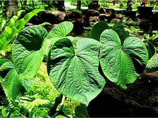 Buy Vanuatu Malekulal Kava Kava Stump Blend