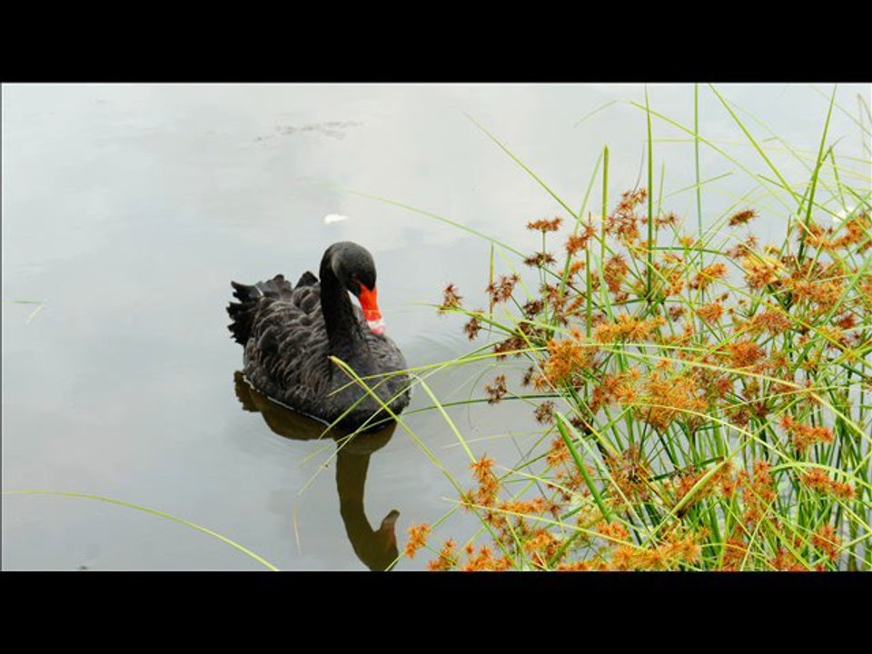 RILKE, Rainer Maria - HINDEMITH, Paul - Un cygne.