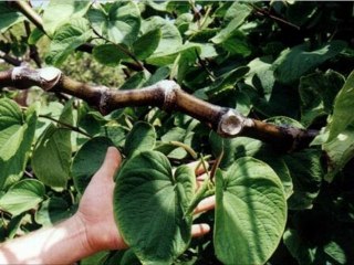 Buy Vanuatu Borogu Kava Kava Root Laterals