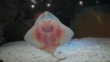 Танцующий маленький скат