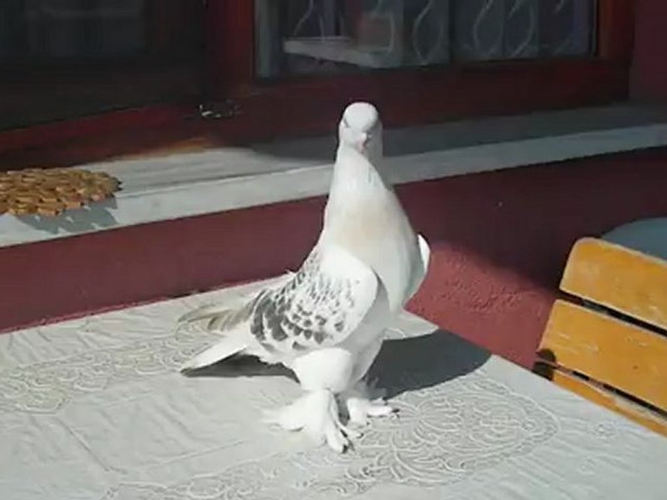 Sivaslı disim 01
