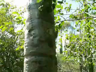 PICT2714Madagascar, Fort-Dauphin, chant des cigales dans le Parc Andohahela en février  20005