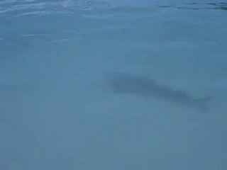 Requin Raie ( Benoit et Sandra aux Seychelles )
