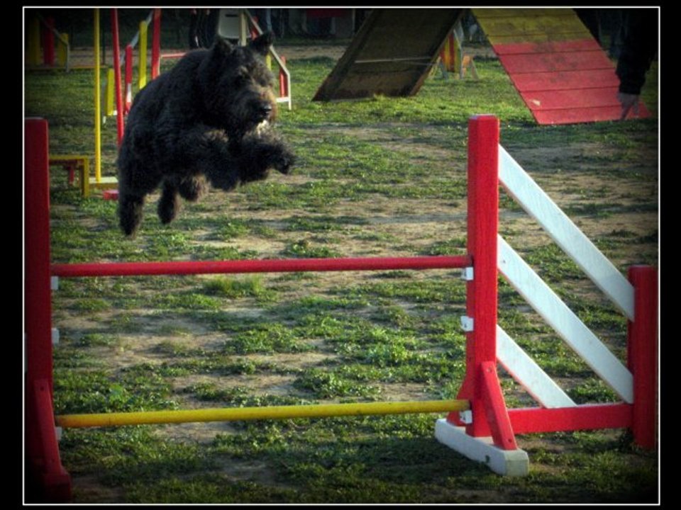 Mes Bouviers des Flandres.