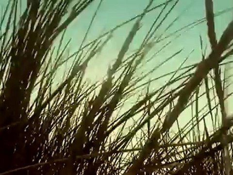 Noir Désir - Le Vent Nous Portera