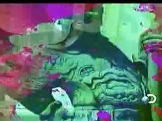 Perros y Grandes Felinos