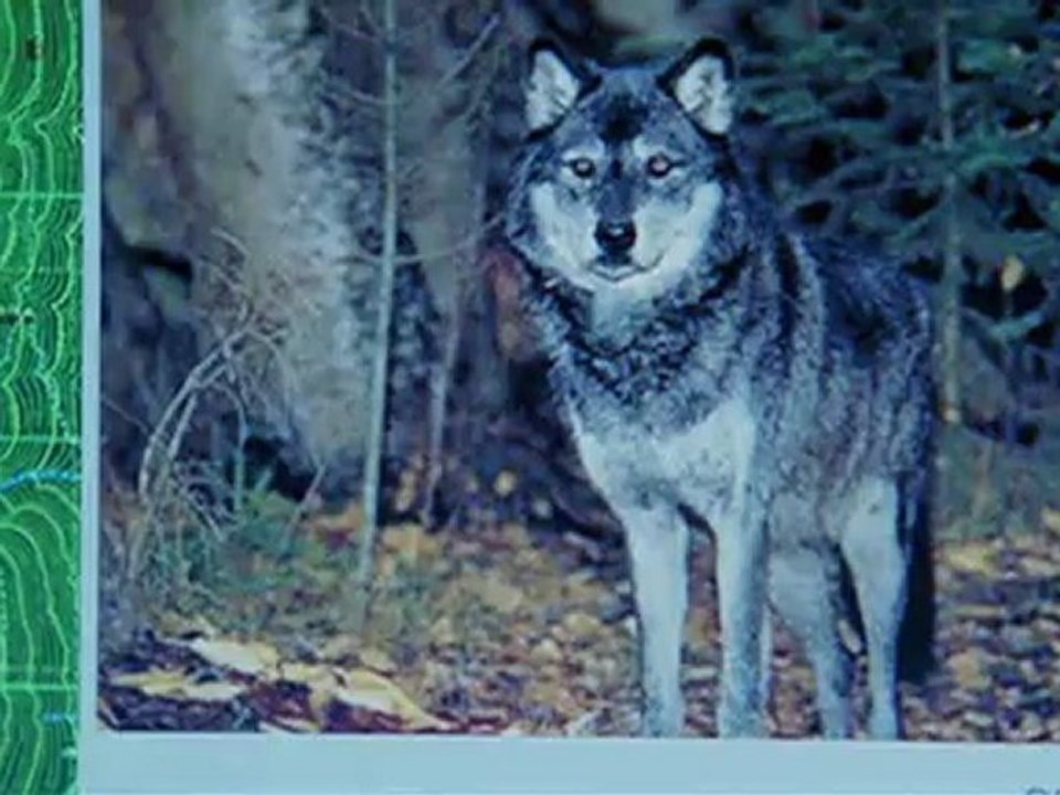 Wolf Lake - Trailer