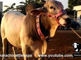 Dilpasand Cattle Farm 2012 (42)