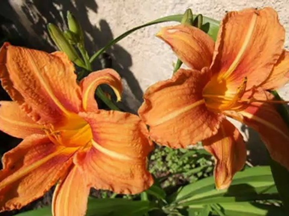 Gite Aveyron L'Oustal de Saint-Juéry