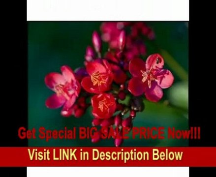 Canon TS-E 90mm f/2.8 Tilt Shift Lens for Canon SLR Cameras