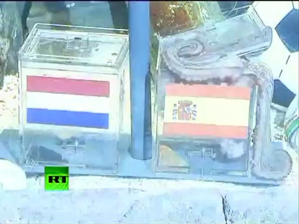 Final bet: Oracle Paul the Octopus picks Spain over Netherlands to win World Cup