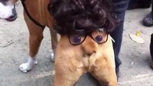 Мой хозяин идиот
