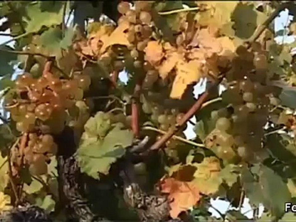 Les bisses du Torrent Neuf de Savièze