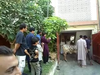 Taha Mamoo Saab Cow 2012