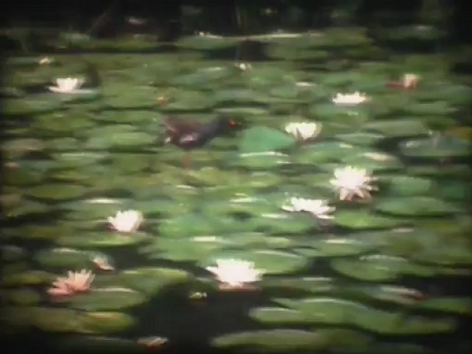 Netherlands 6 - 1970s - Super 8mm film - Free HD stock footage