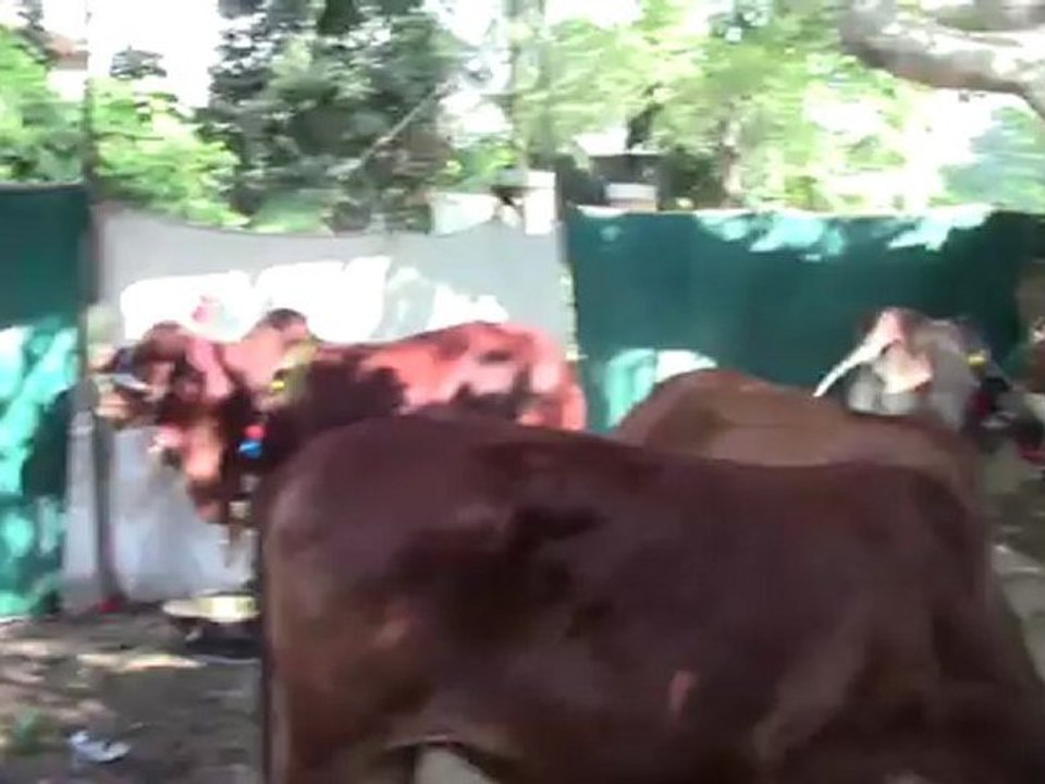 Bakra Eid 2012