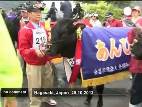 Concours de boeuf au Japon - no comment
