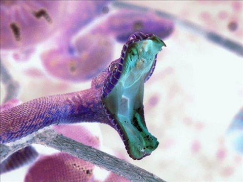 La secte catholique romaine !!