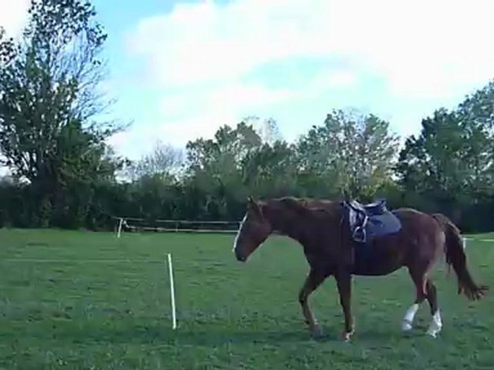 au-trot-la-selle-se-décolle-à-chaque-foulée