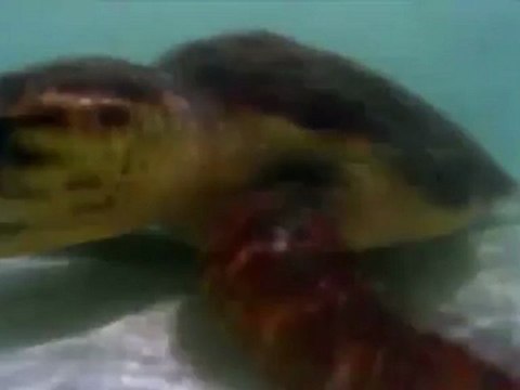 Агрессивная черепаха нападает на акулу