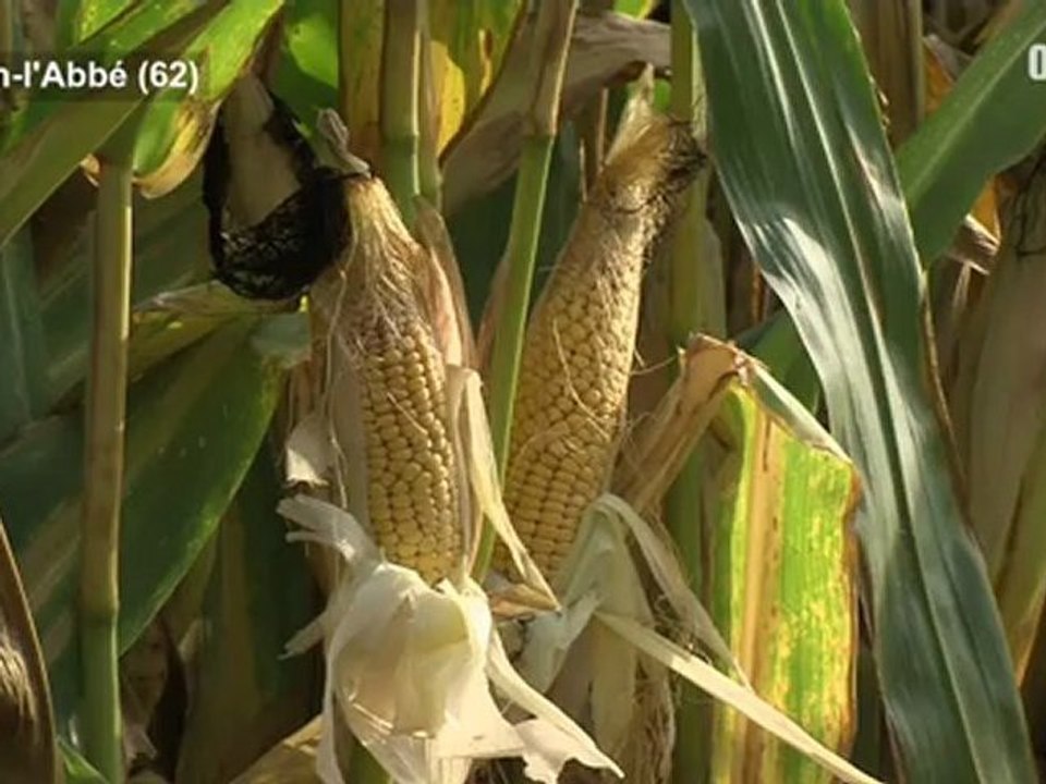 Opal'TV : Le JT - Edition du vendredi 26 octobre 2012