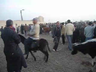 Marché grands animaux_Samarcande (5)