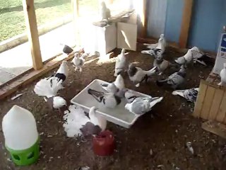 guvercinller banyo yapıyor