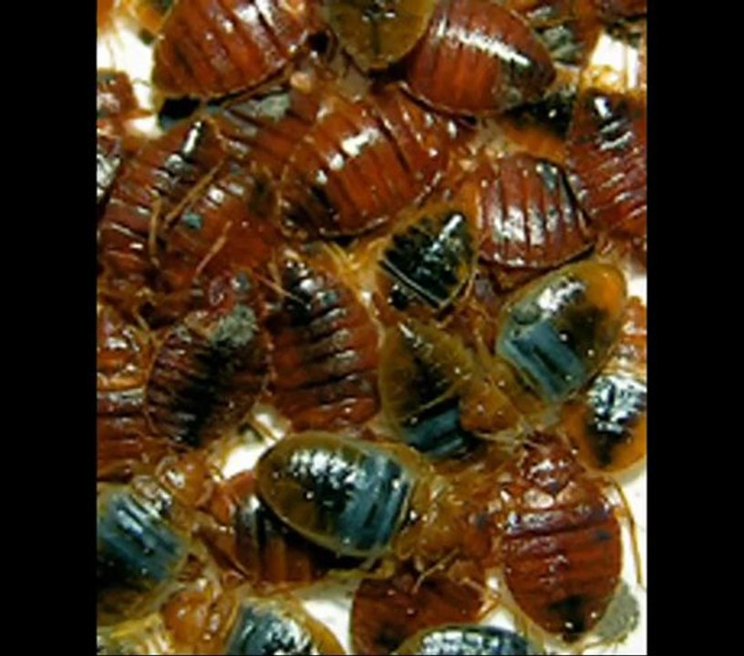 Pest Control Pt St Lucie Florida