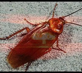 Pest Control West Palm Beach Extermination Experts