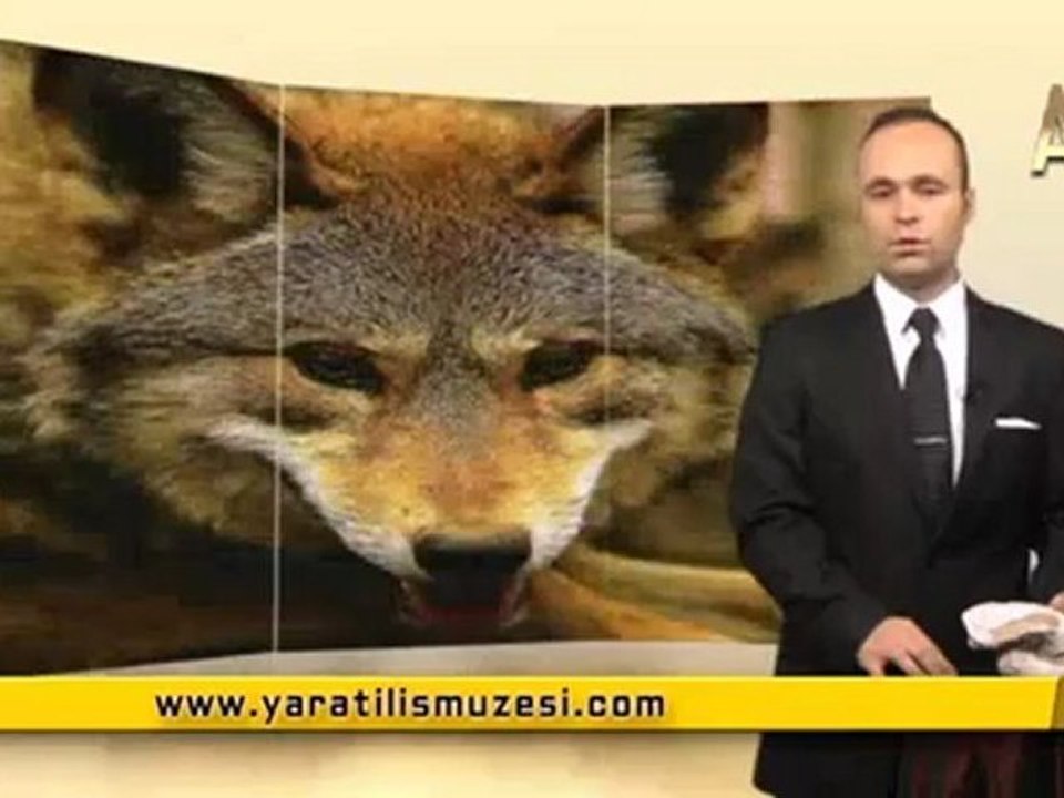 MİLYONLARCA YILDIR DEĞİŞMEYEN KADIN KIZIL KURTLAR