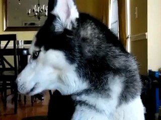 Σκύλος λέει 12 λέξεις - Απίστευτο βίντεο - SKILOS POU MILAEI