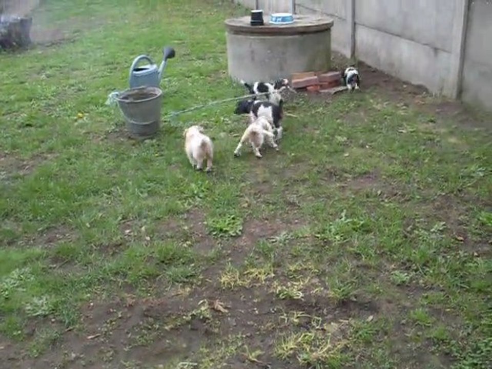 vidéo bébés Dakota le 25.10.2012  DE LA VERTE ALBION